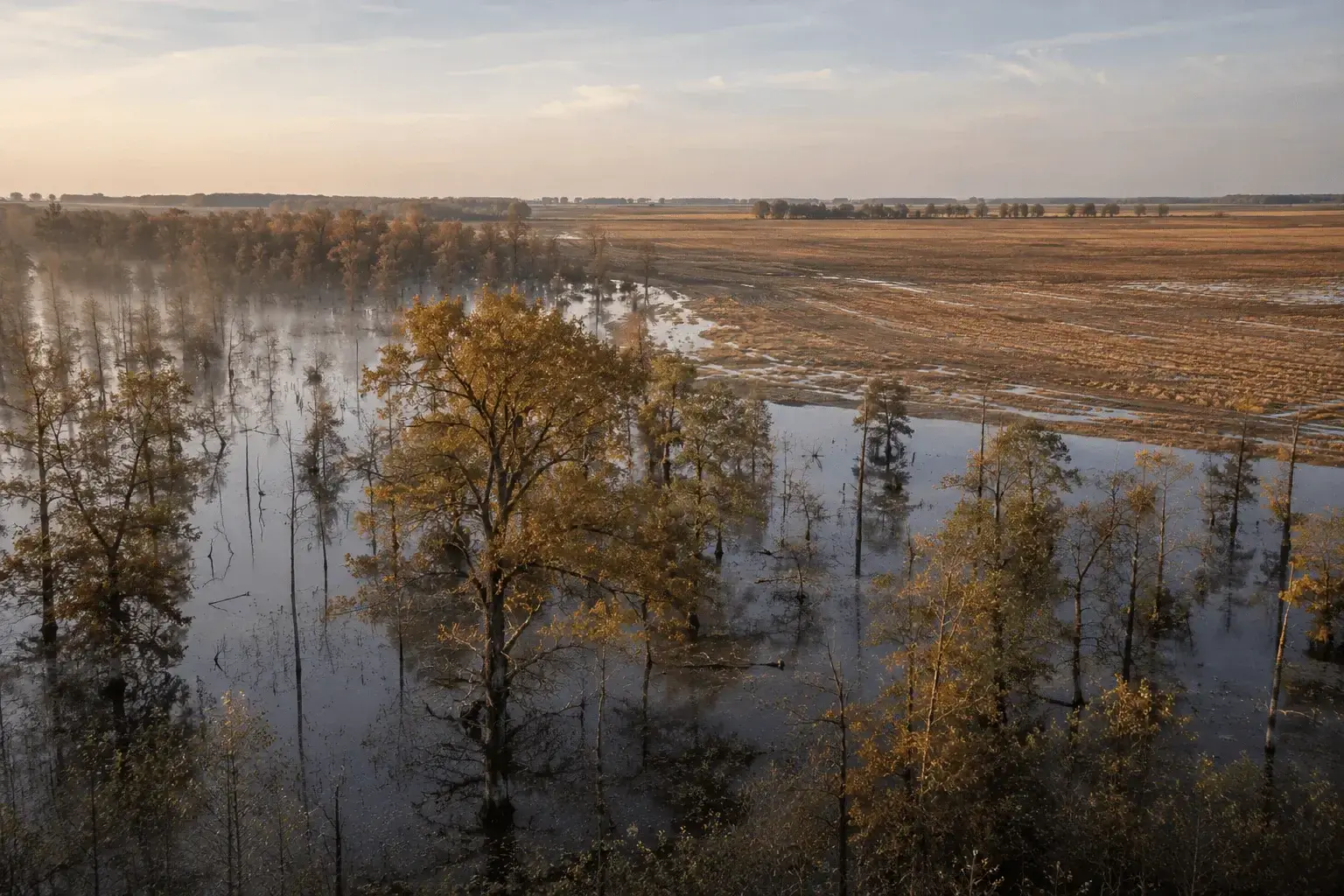 Flooded hardwood timber and misty rice fields at dawn in the Arkansas Delta